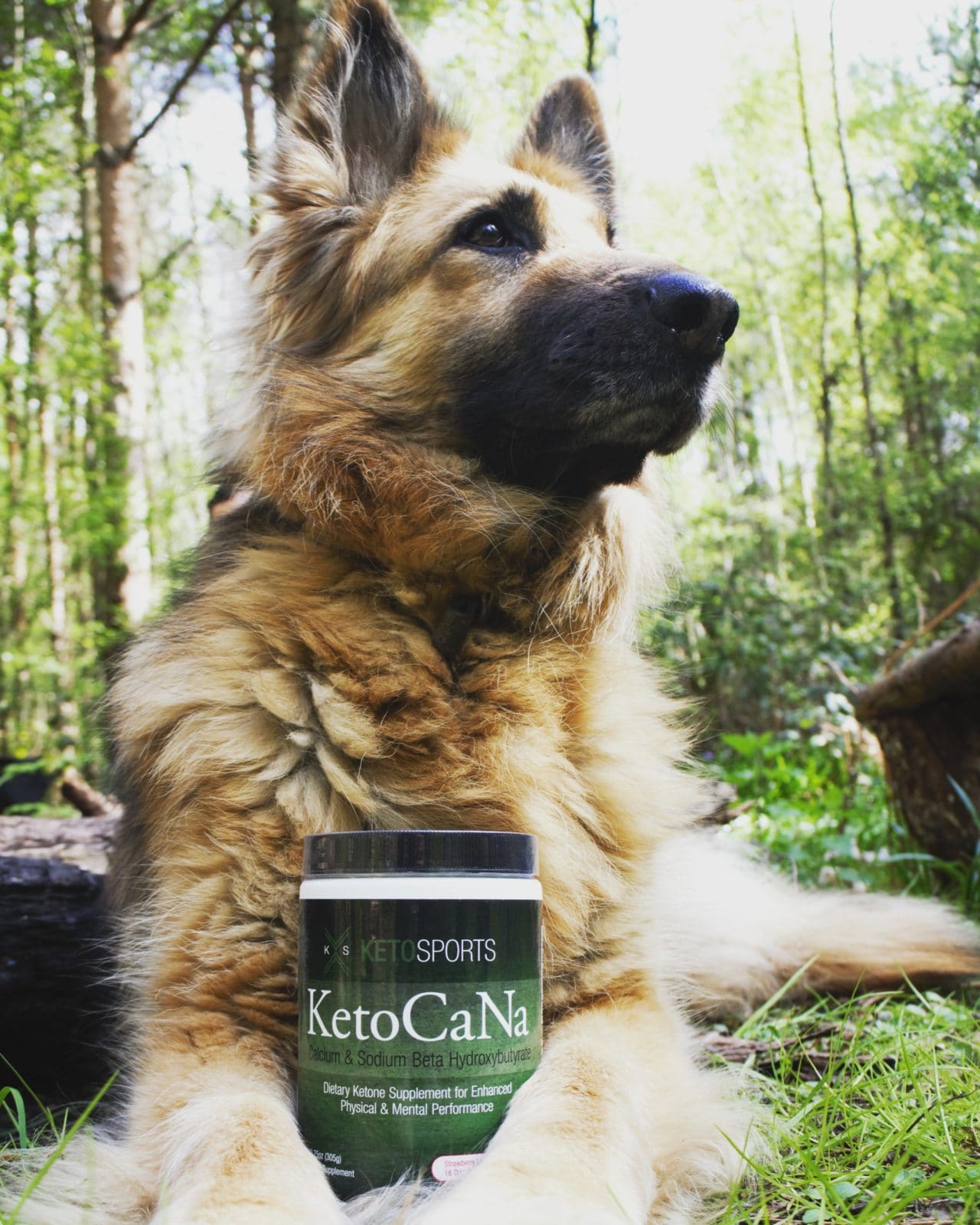 ketogenic diet animal ketosports ketocana keto supplements uk